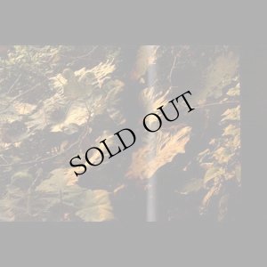 画像3: Yannick Dauby & Wan-Shuen Tsai, Shijingren "Treasure" [Book + CD]