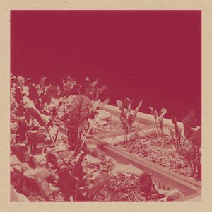 画像1: David Velez"Beta Vulgaris" [CD]