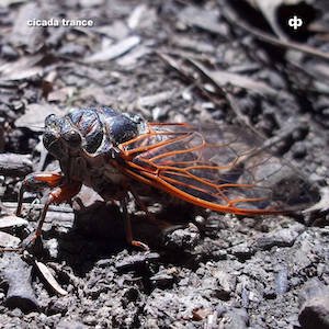 画像1: Dave Phillips "Cicada Trance" [2CD]