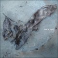 Fabio Orsi "Dust At Night" [CD]