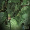 Massimo Toniutti "Shanghai Files (6 or more ring-shaped films)" [CD]