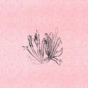 画像1: Meilt "Sords" [CD]