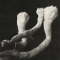 Lauten der Seele "Unterhaltungen mit Larven und Uberresten" [LP]