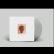 画像2: Beatriz Ferreyra "A Distracted God" [Clear LP] (2)