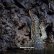 画像1: Mirt • Ter "Mangrove Forest Tides" [CD] (1)