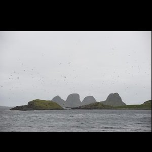 画像4: Elin Mar Oyen Vister "Soundscape Rost – Spaces and Species Vol I" [LP]