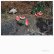 画像1: Andrea Borghi "Palsecam" [LP] (1)