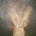 Forest Factory "HOLZWEG" [LP]