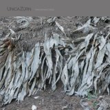 画像: UnicaZurn "Transpandorem" [LP]