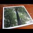 画像2: Søren Lyngsø Knudsen "The Forest Organ" [LP]