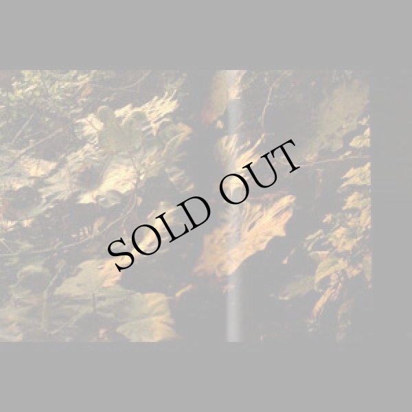 画像3: Yannick Dauby & Wan-Shuen Tsai, Shijingren "Treasure" [Book + CD]