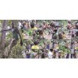 画像5: Pygmies MBENZELE - Pygmies AKA "DAYS FULL OF SOUND - life in the rainforest" [2CD + 40 pages booklet]