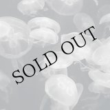 画像: Brad E. Rose "Annular Silhouettes" [CD + Booklet]