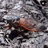 画像: Dave Phillips "Cicada Trance" [2CD]
