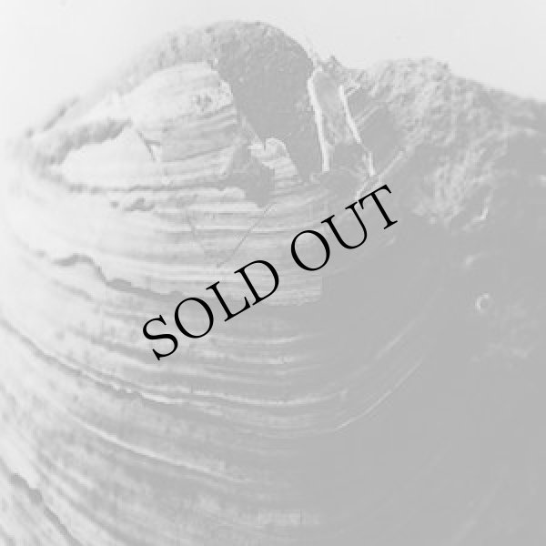 画像1: Alfredo Costa Monteiro "Suspension pour une perte" [CD]