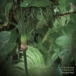 画像1: Massimo Toniutti "Shanghai Files (6 or more ring-shaped films)" [CD]