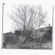 画像1: Siavash Amini "Caligo" [CD]