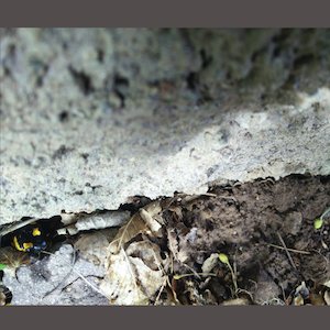 画像: Vinzenz Schwab "maander 2" [CD]