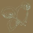 画像1: Bloedneus & de Snuitkever "MILLI MILLE" [LP]