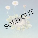 画像: ojeRum "The Limited Circle Is Pure" [CD]