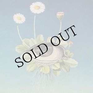 画像: ojeRum "The Limited Circle Is Pure" [CD]