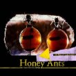 画像1: Jon Rose & Luiz Gubeissi "Honey Ants-New Music from Alice Springs" [CD + 20 pages booklet]