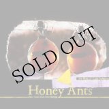 画像: Jon Rose & Luiz Gubeissi "Honey Ants-New Music from Alice Springs" [CD + 20 pages booklet]