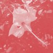画像1: Celer "Poulaine" [CD]