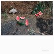 画像1: Andrea Borghi "Palsecam" [LP]