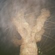 画像1: Forest Factory "HOLZWEG" [LP]