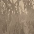 画像1: Annie Dodson "Corn Alone" [CD]
