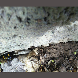 画像1: Vinzenz Schwab "maander 2" [CD]