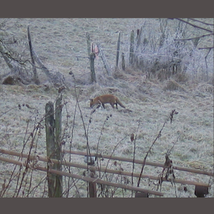 画像1: Vinzenz Schwab "dings #1" [CD]