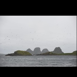 画像4: Elin Mar Oyen Vister "Soundscape Rost – Spaces and Species Vol I" [LP]