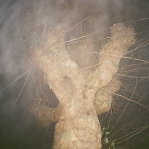 画像1: Forest Factory "HOLZWEG" [LP]